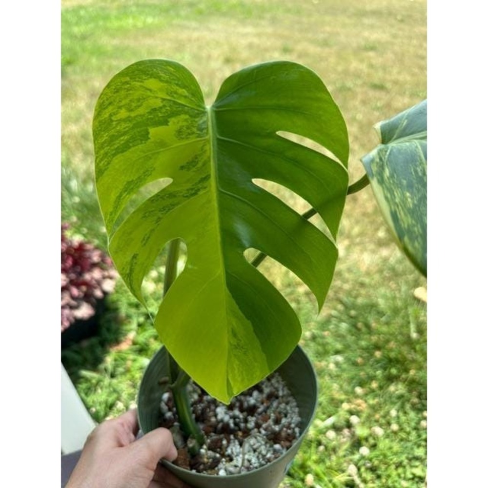 Monstera Aurea Variegated – Exact Live Rooted Plant - US Seller - A2